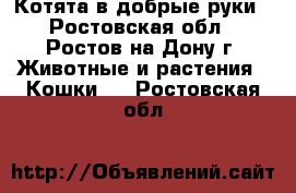 Котята в добрые руки - Ростовская обл., Ростов-на-Дону г. Животные и растения » Кошки   . Ростовская обл.